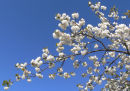 CHERRY BLOSSOM